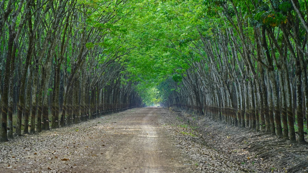 Seminar: The Rubber Industry amid New Market Dynamics