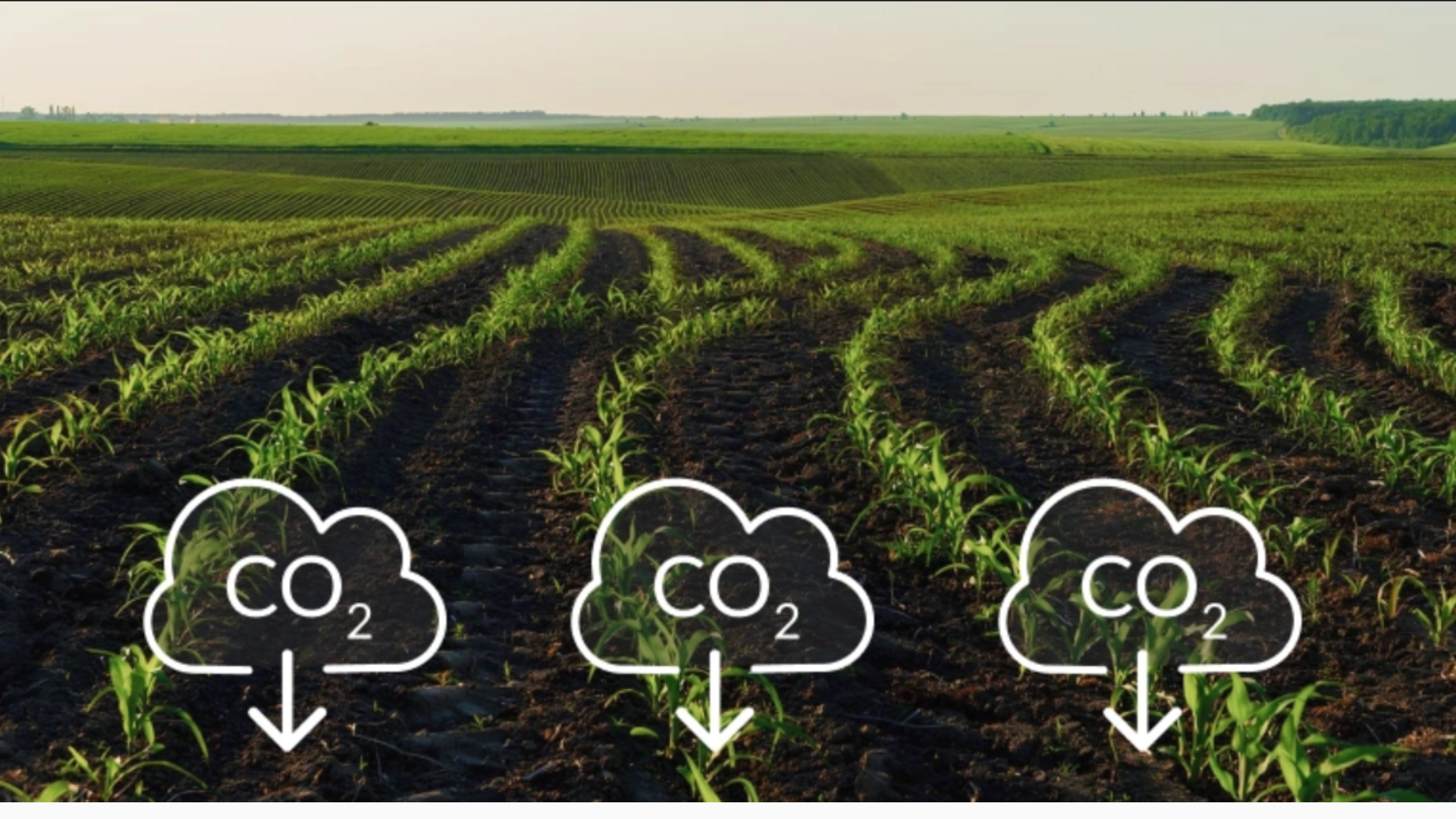Carbon Farming: What is it and how is it implemented?